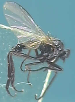 Empis praevia